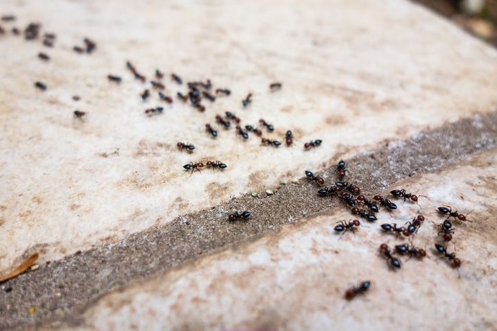 Termite Extermination - Termite Identification via Termite Tube